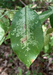 Coptodisca splendoriferella