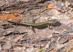 Plethodon