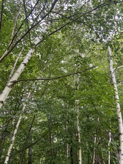 Betula papyrifera