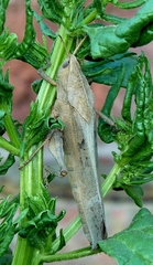 Xyleus discoideus