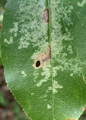 Coptodisca splendoriferella