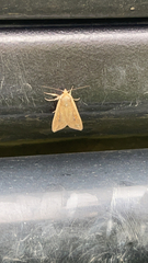 Mythimna unipuncta