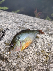 Lepomis auritus