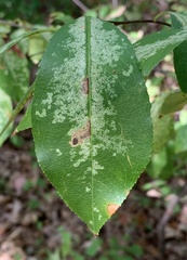 Coptodisca splendoriferella