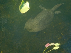 Apalone ferox