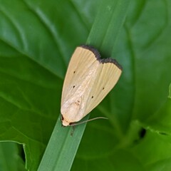 Marimatha nigrofimbria