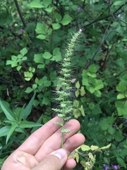 Setaria grisebachii
