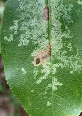 Coptodisca splendoriferella