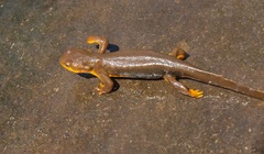 Taricha granulosa