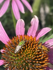 Agapostemon virescens
