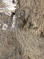 Sceloporus occidentalis bocourtii