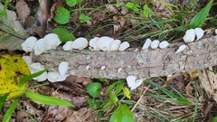 Trametes pubescens