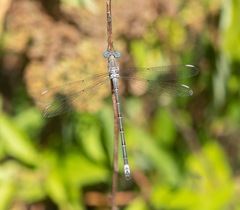 Archilestes californicus