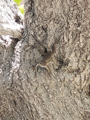Sceloporus occidentalis bocourtii
