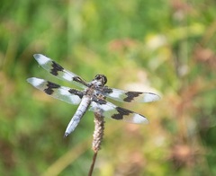 Libellula forensis