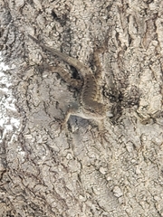 Sceloporus occidentalis bocourtii