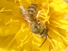 Halictus subauratus