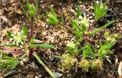 Millotia muelleri
