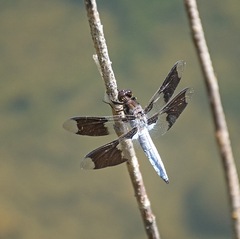 Plathemis lydia
