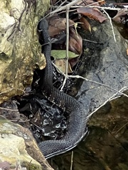 Nerodia fasciata pictiventris