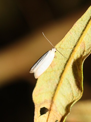 Xylorycta assimilis
