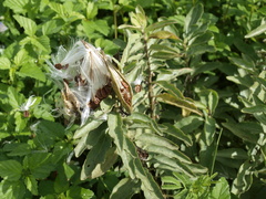 Asclepiadoideae