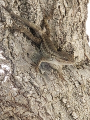 Sceloporus occidentalis bocourtii