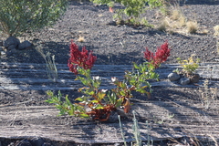 Rumex skottsbergii
