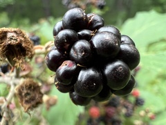 Rubus fruticosus