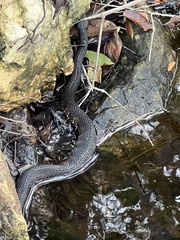 Nerodia fasciata pictiventris