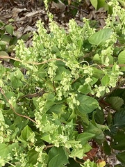 Fallopia scandens