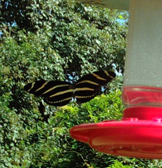 Heliconius charithonia