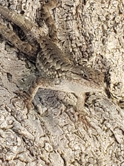 Sceloporus occidentalis bocourtii