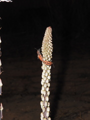 Spilostethus pandurus