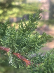 Cupressus macrocarpa