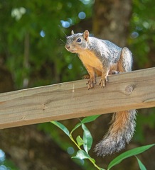 Sciurus niger