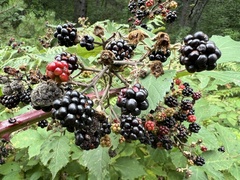 Rubus fruticosus