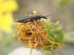 Oedemera lurida