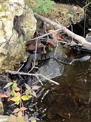 Nerodia fasciata pictiventris