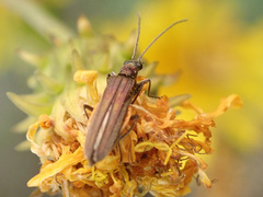 Oedemera lurida
