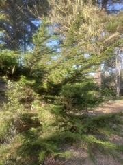 Cupressus macrocarpa