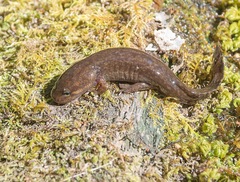 Dicamptodon tenebrosus