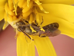 Halictus subauratus