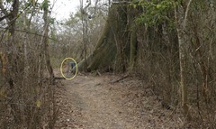 Eucrosia bicolor bicolor