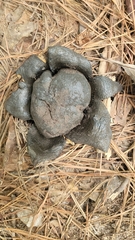 Scleroderma polyrhizum