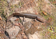 Dicamptodon tenebrosus