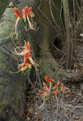 Eucrosia bicolor bicolor