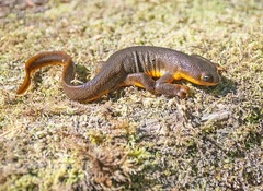 Taricha granulosa