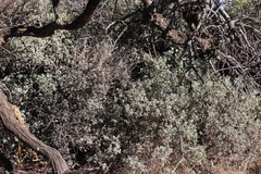 Chenopodium oahuense