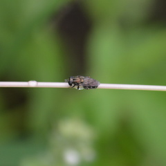 Eumerus